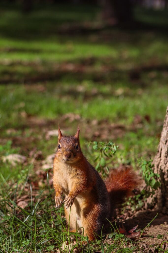 Earthborne Rangers (2023)