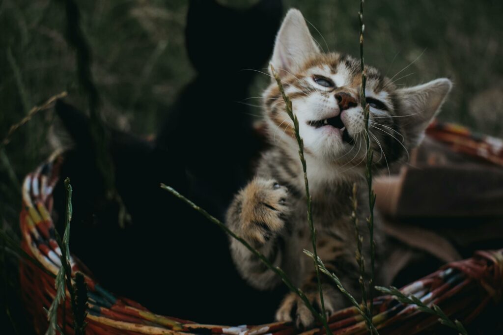Małe Poduszeczki Łap: Totalne Psoty - Planszowa Gra o Kocich Wygłupach