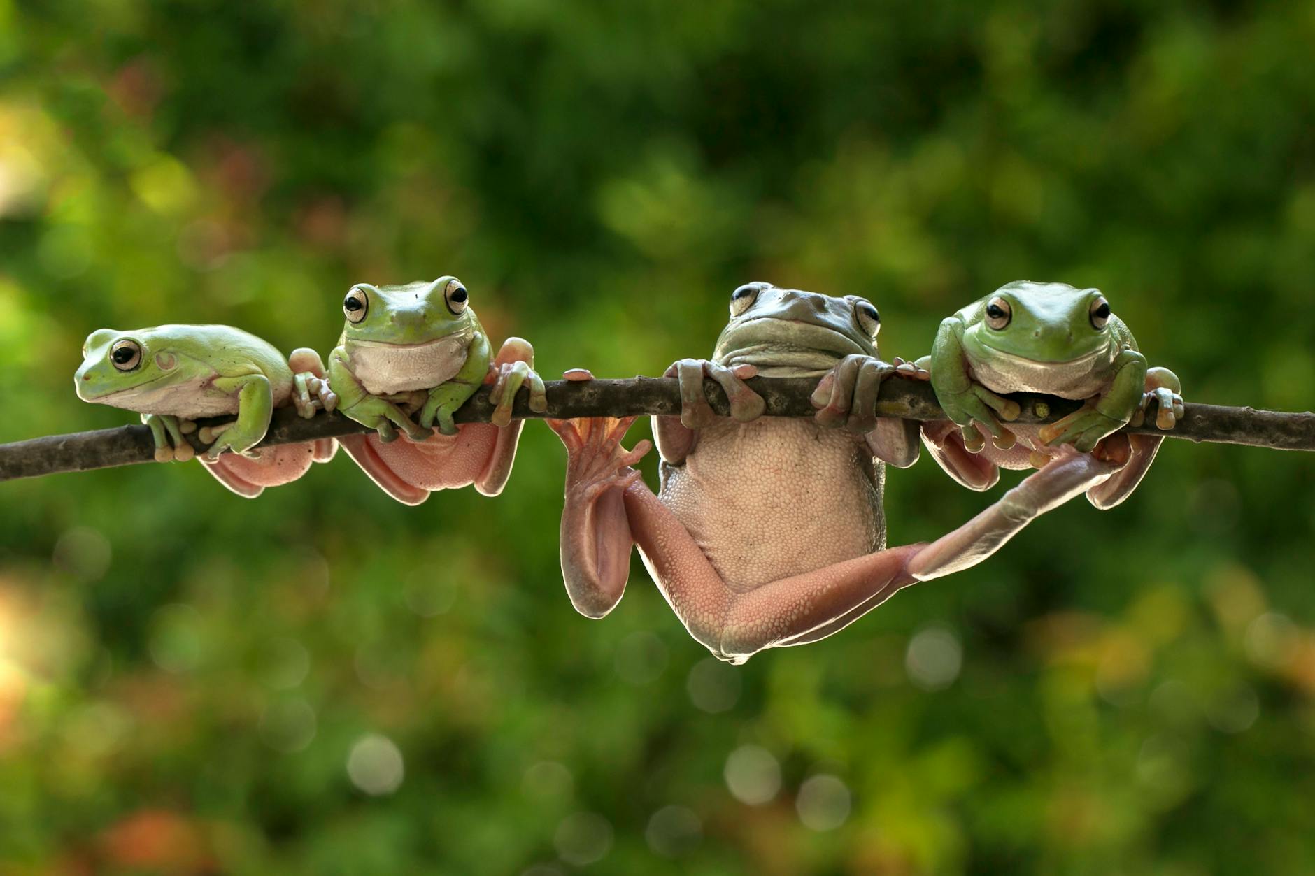 Frog Chess Review by Jazz Paladin